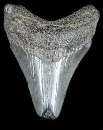Juvenile Megalodon Tooth - South Carolina #54179